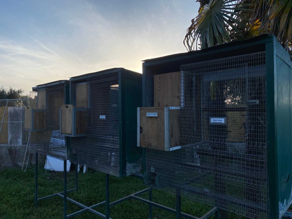 Vendo Gaiolas para Papagaios Completas