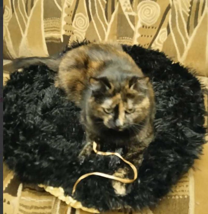 Лежанки для котов или мелких собачек.