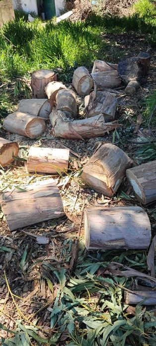 Vendo diversos Troncos de madeira de Eucalipto