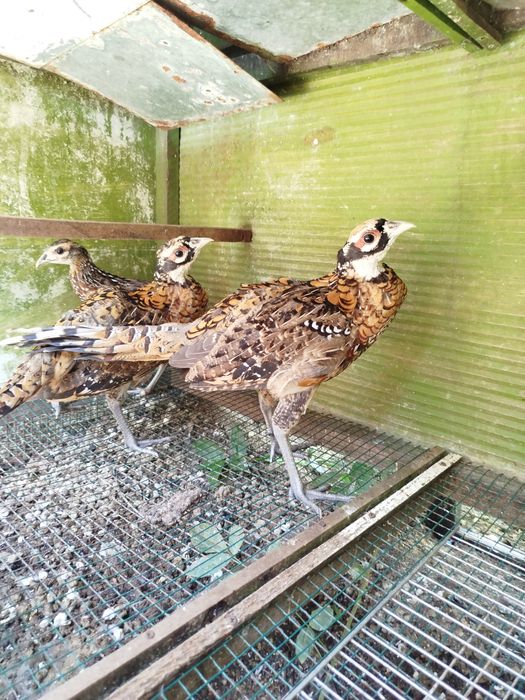 Faixões venerados  2026  aves excelentes