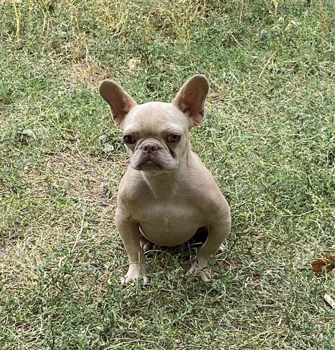 Кремова дівчинка в пет улюбленці