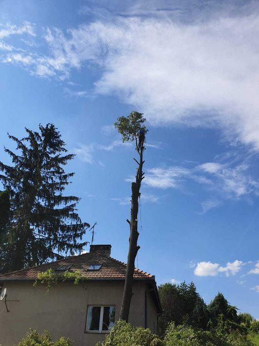 Wycinka drzew Ścinka drzew