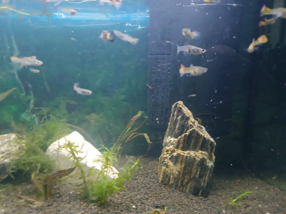 Rybki akwarium gupiki 20szt