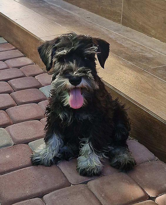 Породный мальчик-подросток.