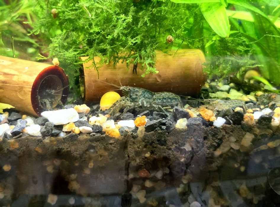 Карликовый болотный рак