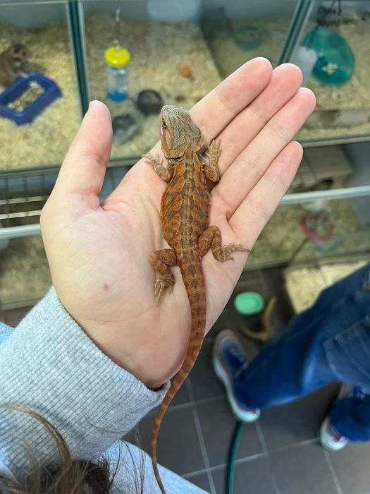 Agama  brodata  8-10 cm cm