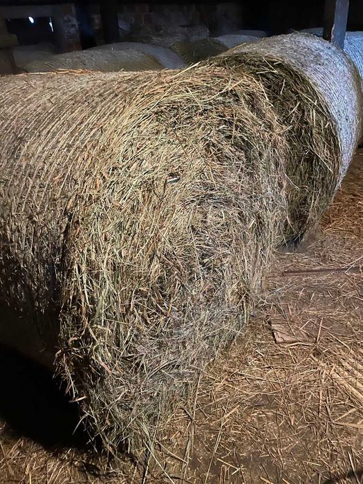 Siano bele 135 trzymane pod dachem możliwy transport