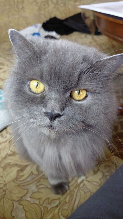 Шотландські кошенята