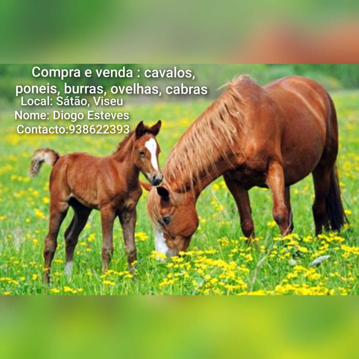 Cabras ovelhas cavalos burras poneis etc
