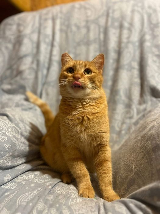 Mloda kicia do pokochania