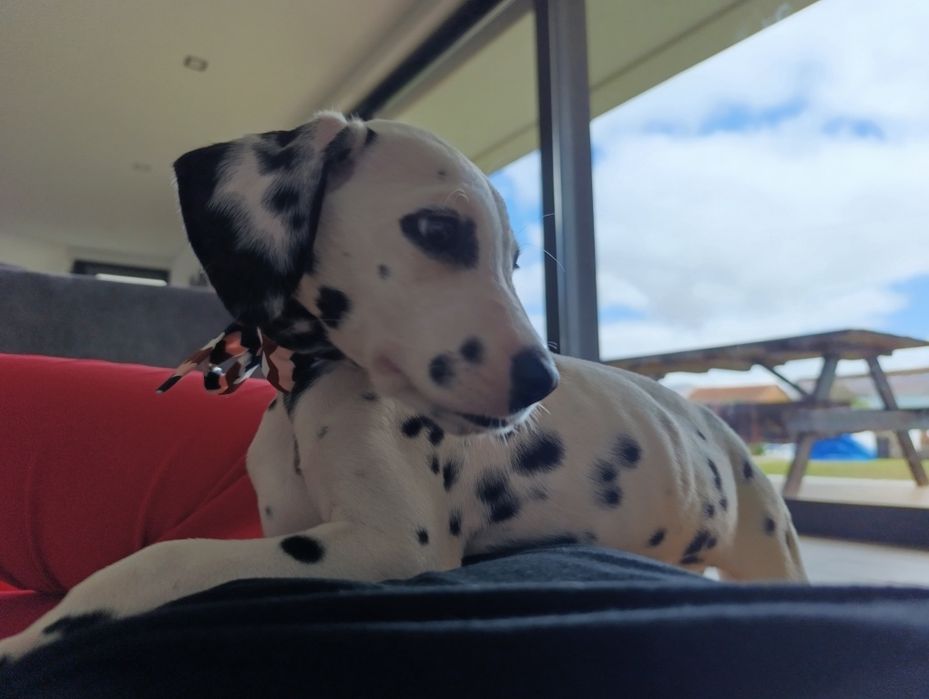 Dalmata menina puros