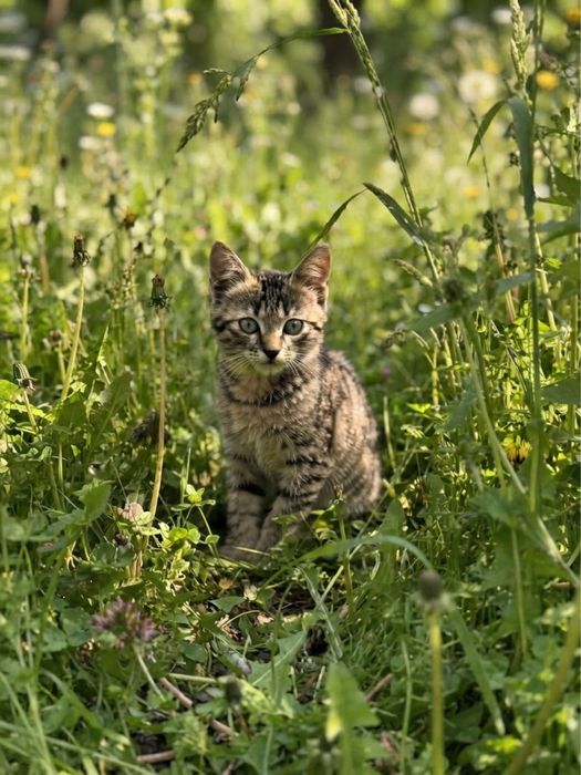 Кошенята шукають люблячу родину.