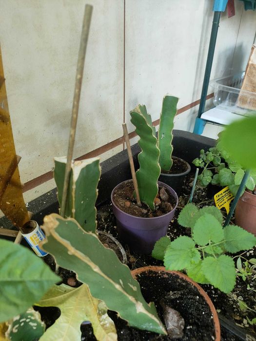 Mudas / Estacas de Cacto Pitaya / Dragon Fruit