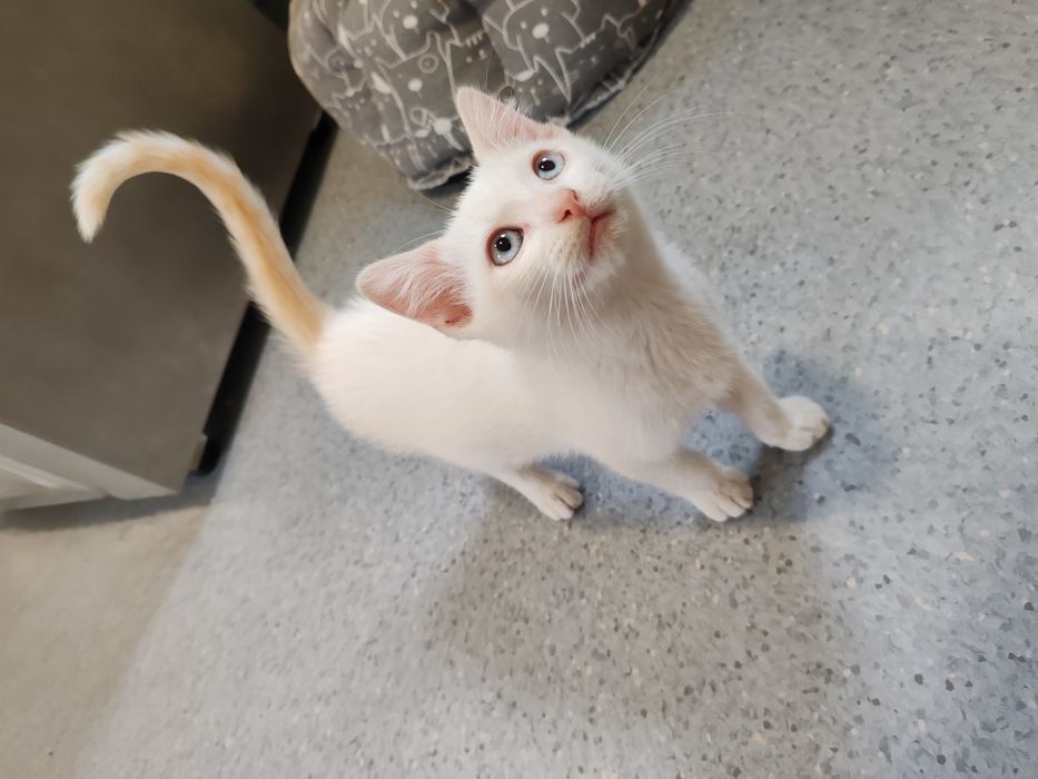 Gatinho macho 2 meses e meio