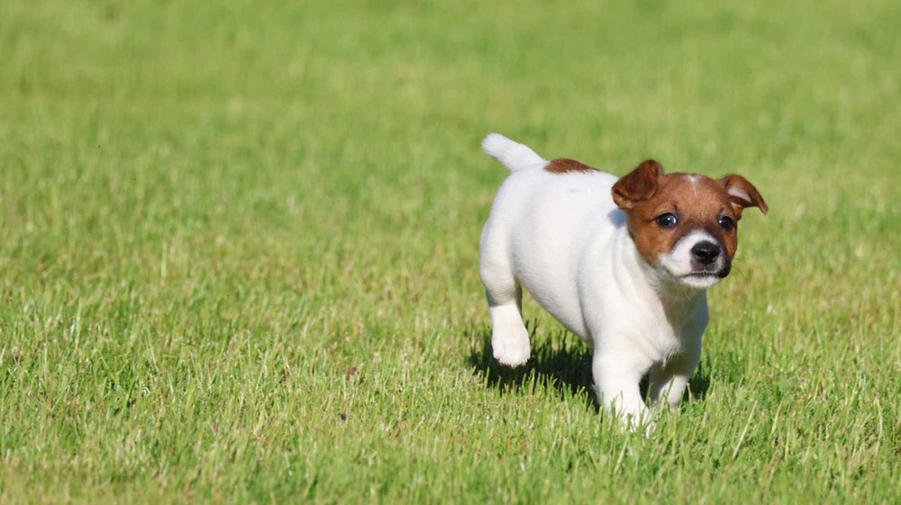 Suczka  Jack Russell Terrier z hodowli BREFIO/badania genet.