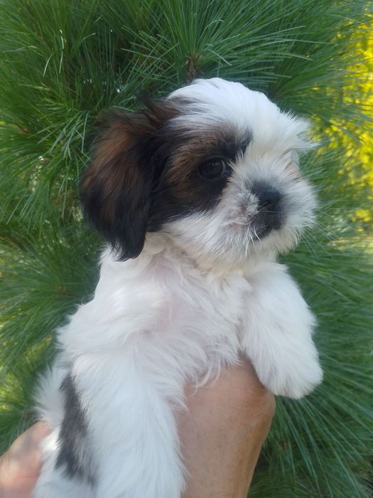 Хлопчик Ши-тцу. Гарний хлопчик без вад.