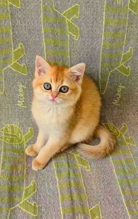 Шотландские котята (ЗОЛОТАЯ ШИНШИЛЛА)
