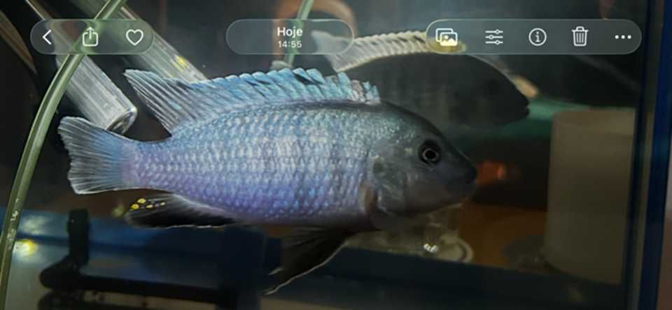 Aulonocara Electric Blue