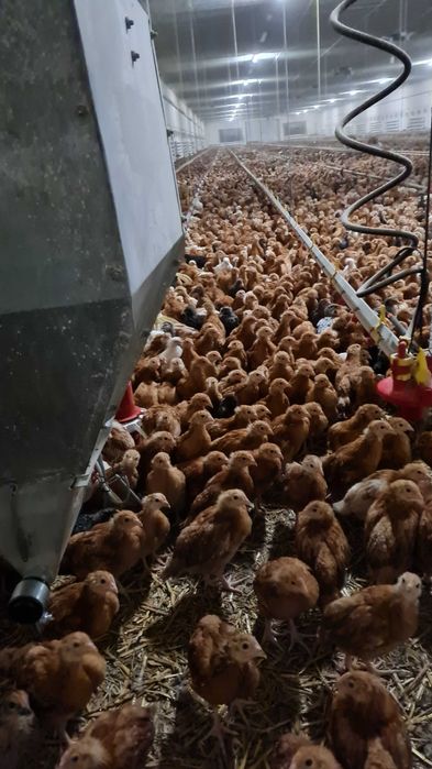 kurki-nioski-m-ode-z-pierwszym-jajkiem-kury-rosa-messa-leghorn-dow-z