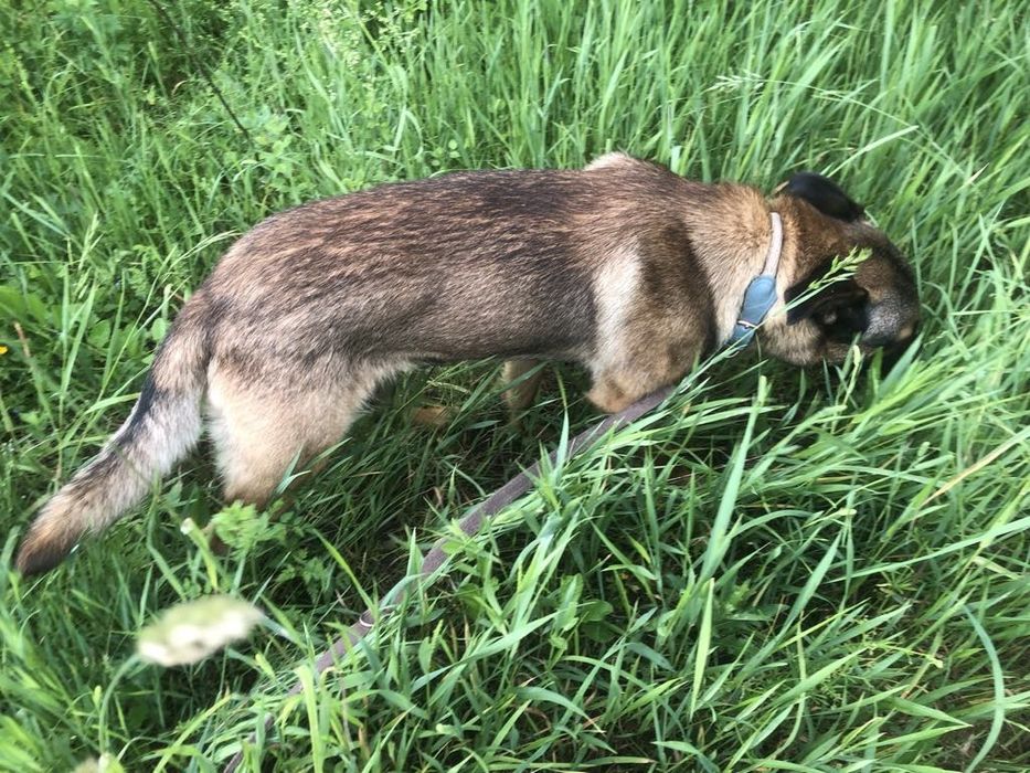 Lulu( VIP w schronisku) szuka odpowiedzialnego  domku