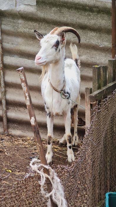 Коза Дійна 5 років