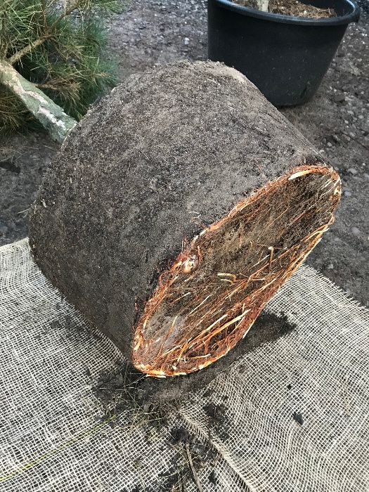 Sosna Czarna 'Pinus Nigra' wys ok. 100cm wys. Leszno wlkp.