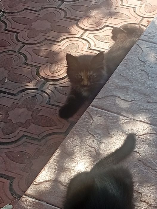 Отдам котят с доплатой