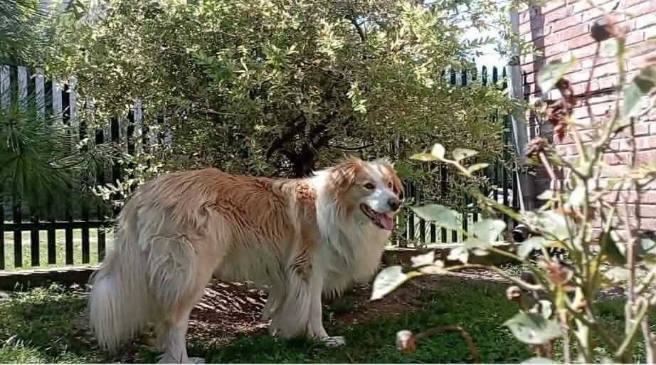 border collie sunia blue niebieskie oczko badania