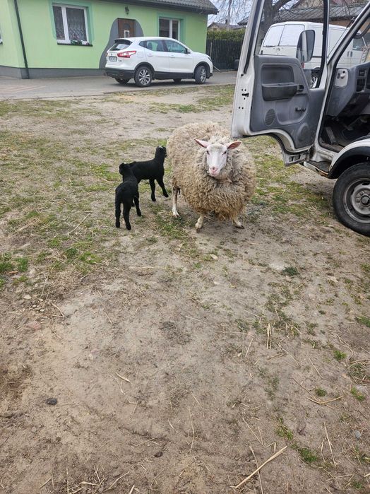 Owce, owieczki Sprzedam,