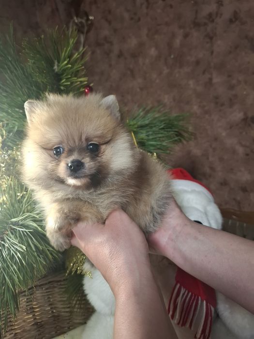 Продажа малышей к праздникам.