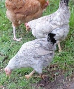 Garnizo e duas garnizas adultas