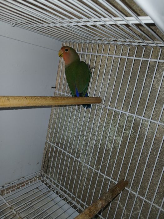 Agapornis long deste ano