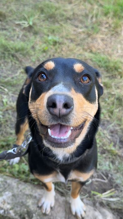 suczka do adopcji