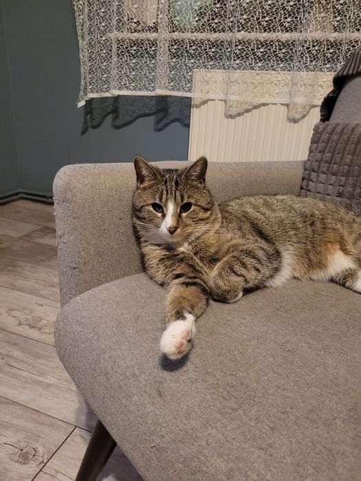 Wykastrowany kocurek szuka domu niewychodzącego