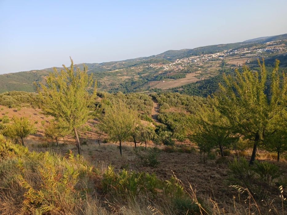 Projeto agrícola de castanheiros