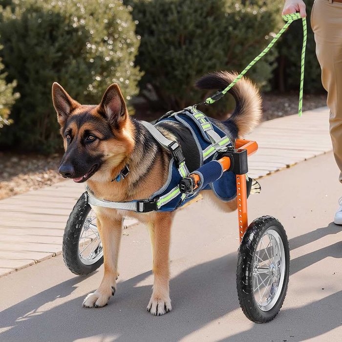 Cadeira de Rodas para Cão