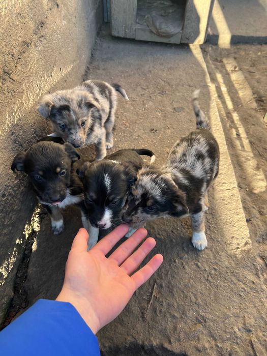 Прекрасні дівчинки