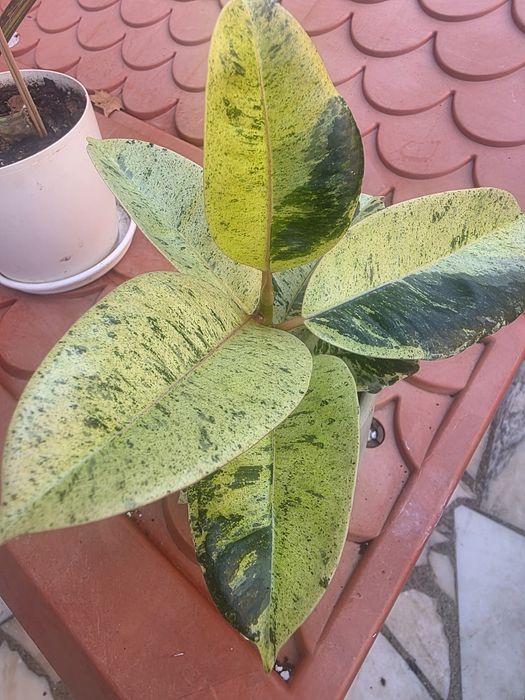 Ficus Shivereana Moonshine