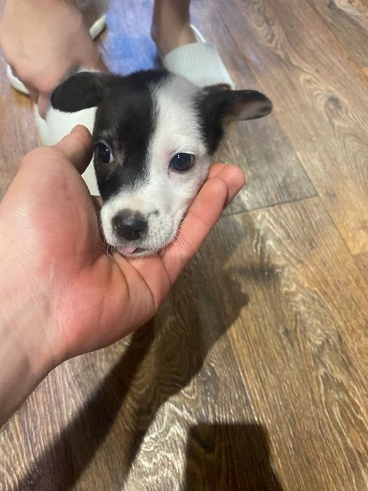 Очень красивый игривый щенок