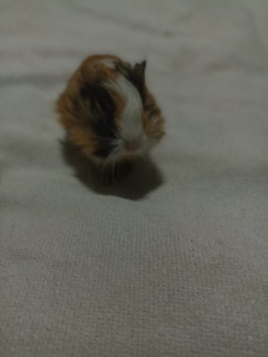 морские свинки  рыжему 1 месяц , белому 3 месяца