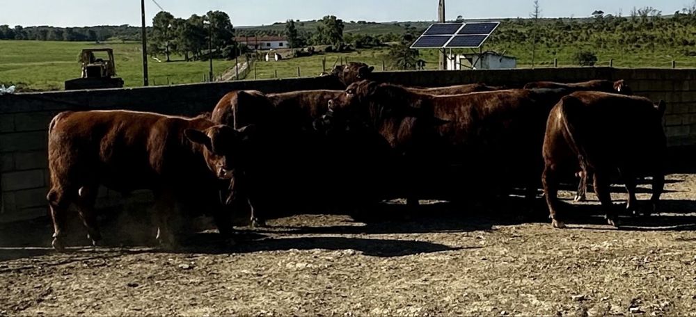 Novilhos angus registados
