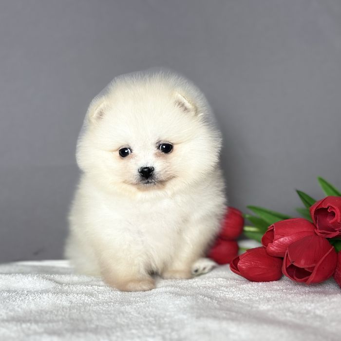 хлопчик шоу класу тип ведмедик