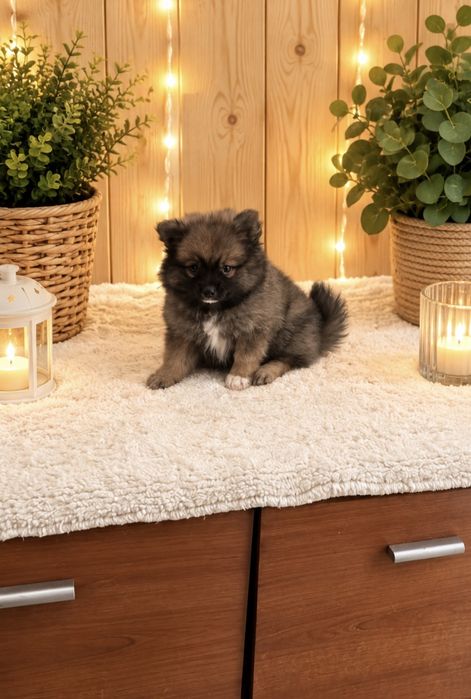 lulu da pomerania/spitz alemao anao