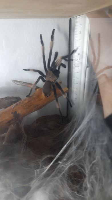 Chilobrachys natanicharum samiec