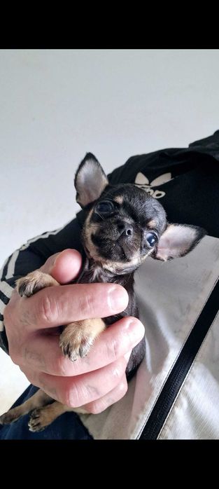 Chihuahua  mesmo pequeno