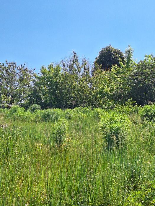 Дзвінкове продам  земельну ділянку 50 соток