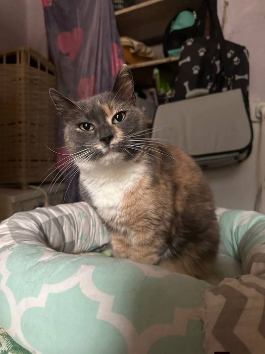 Безкоштовно кицька у гарні руки