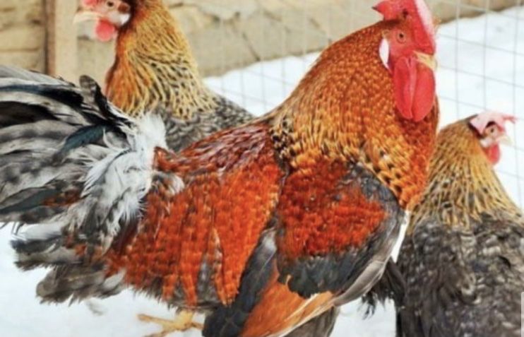 Інкубаційні яйця Триколор