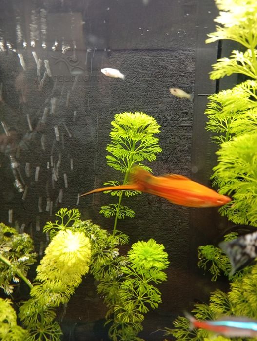 Peixe espada laranja