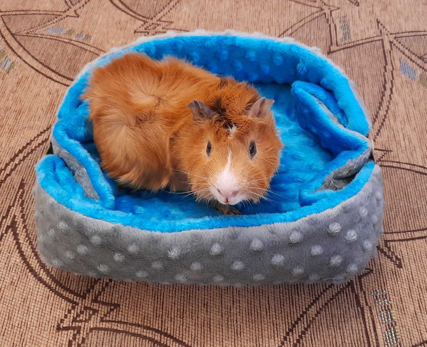 Legowisko dla gryzonia dwa w jednym.